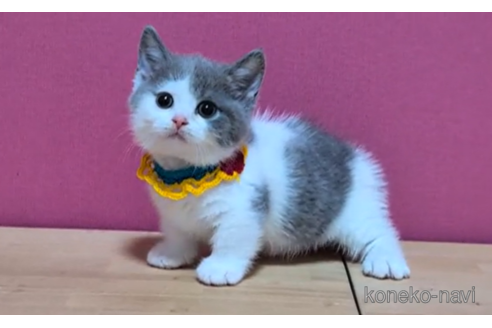 成約済の東京都のマンチカン(短足)-96318の3枚目